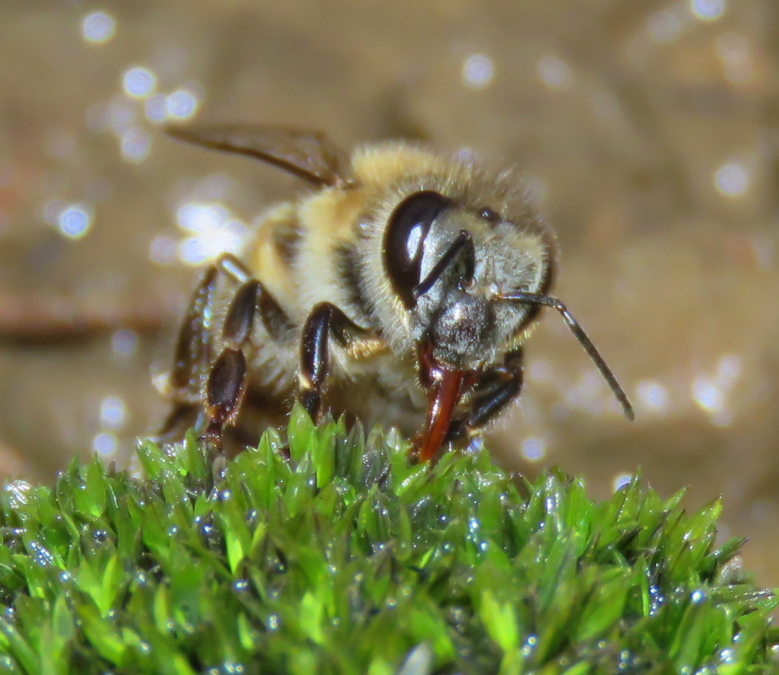 A bee sucking water from moss on top of an Eco Rock