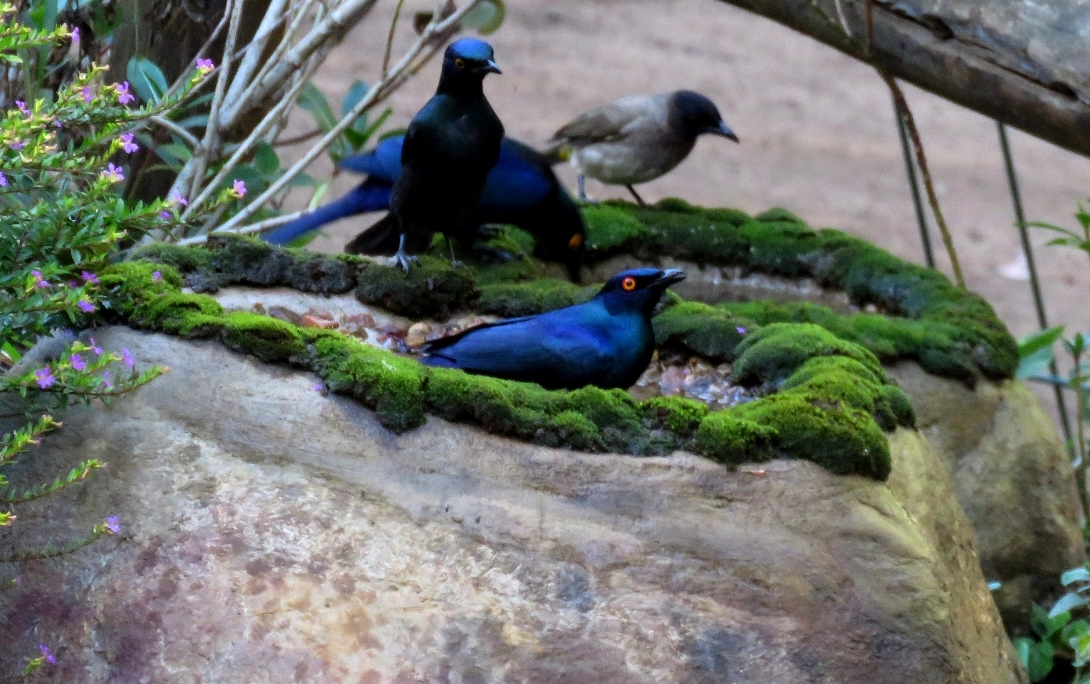 Starlings l visiting a large Eco Rock