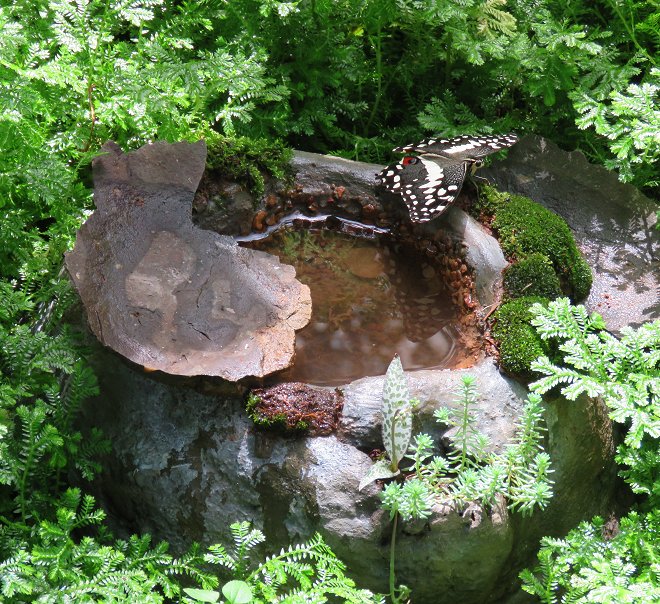 A typical Top Pool Eco Rock